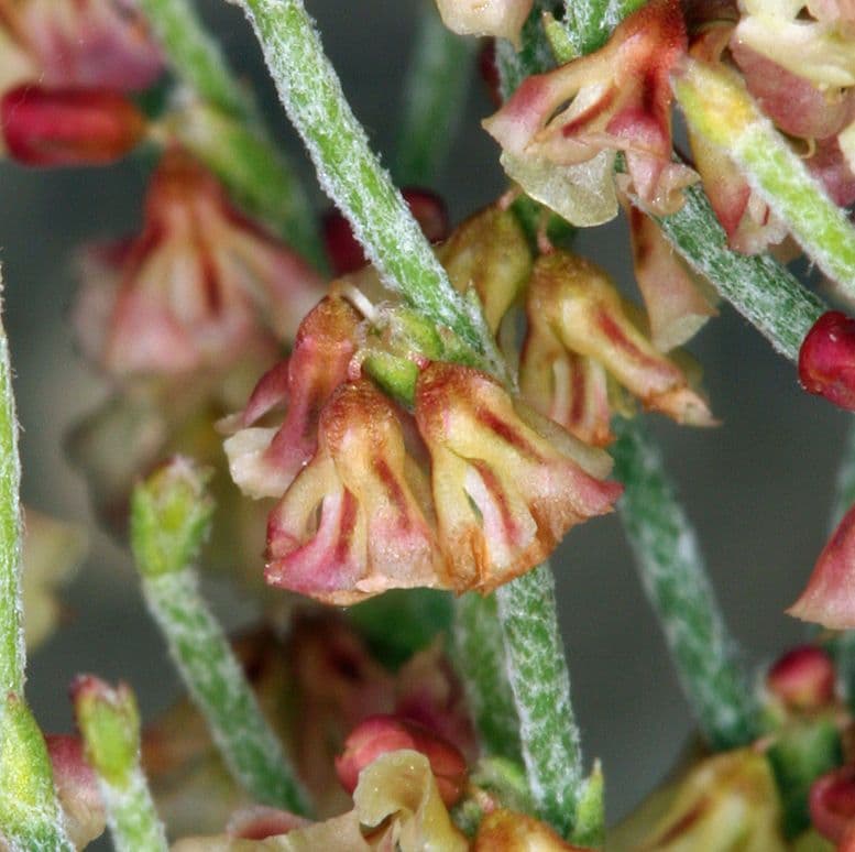 Eriogonum nidularium 2