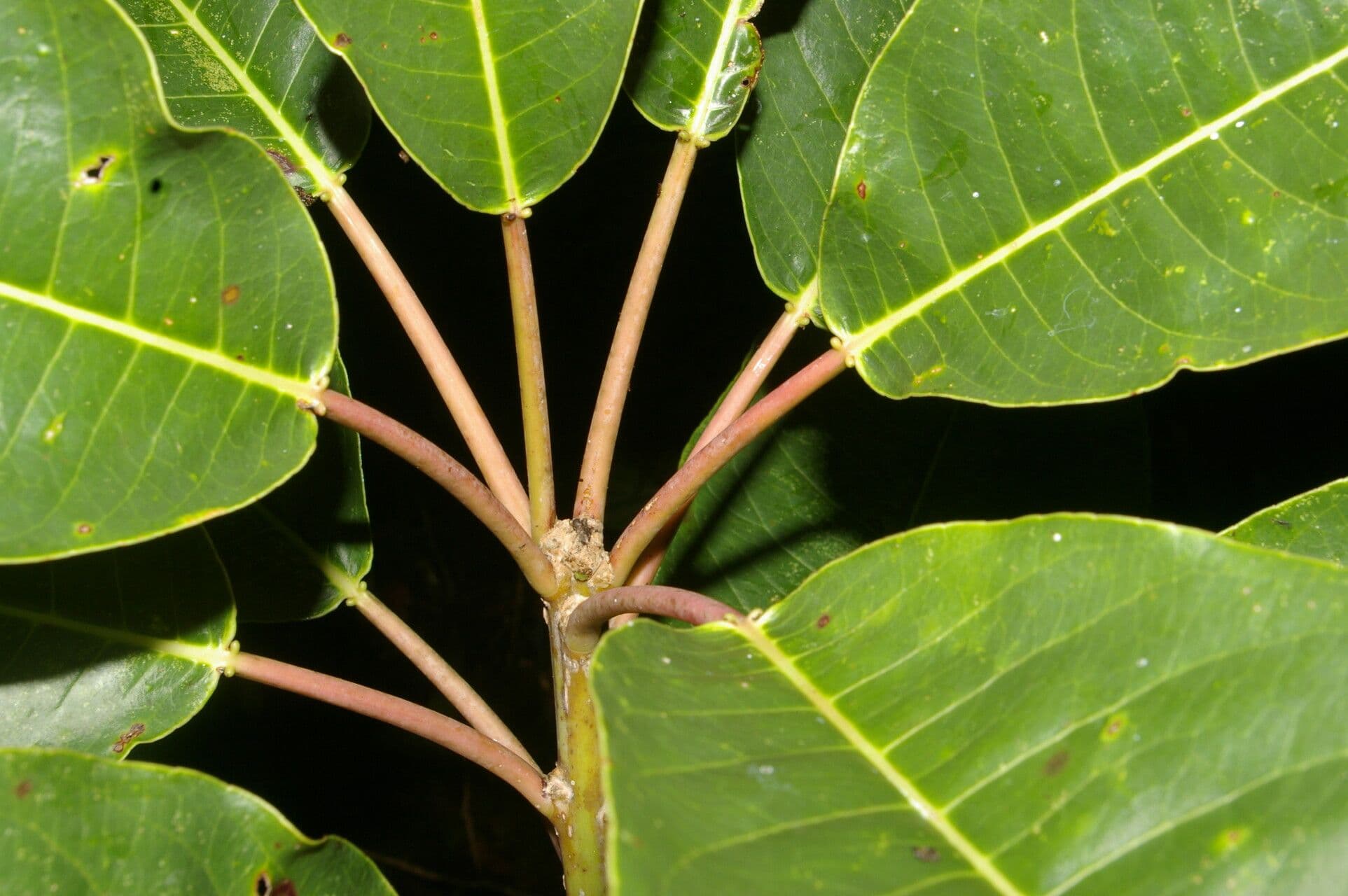 Sapium 4