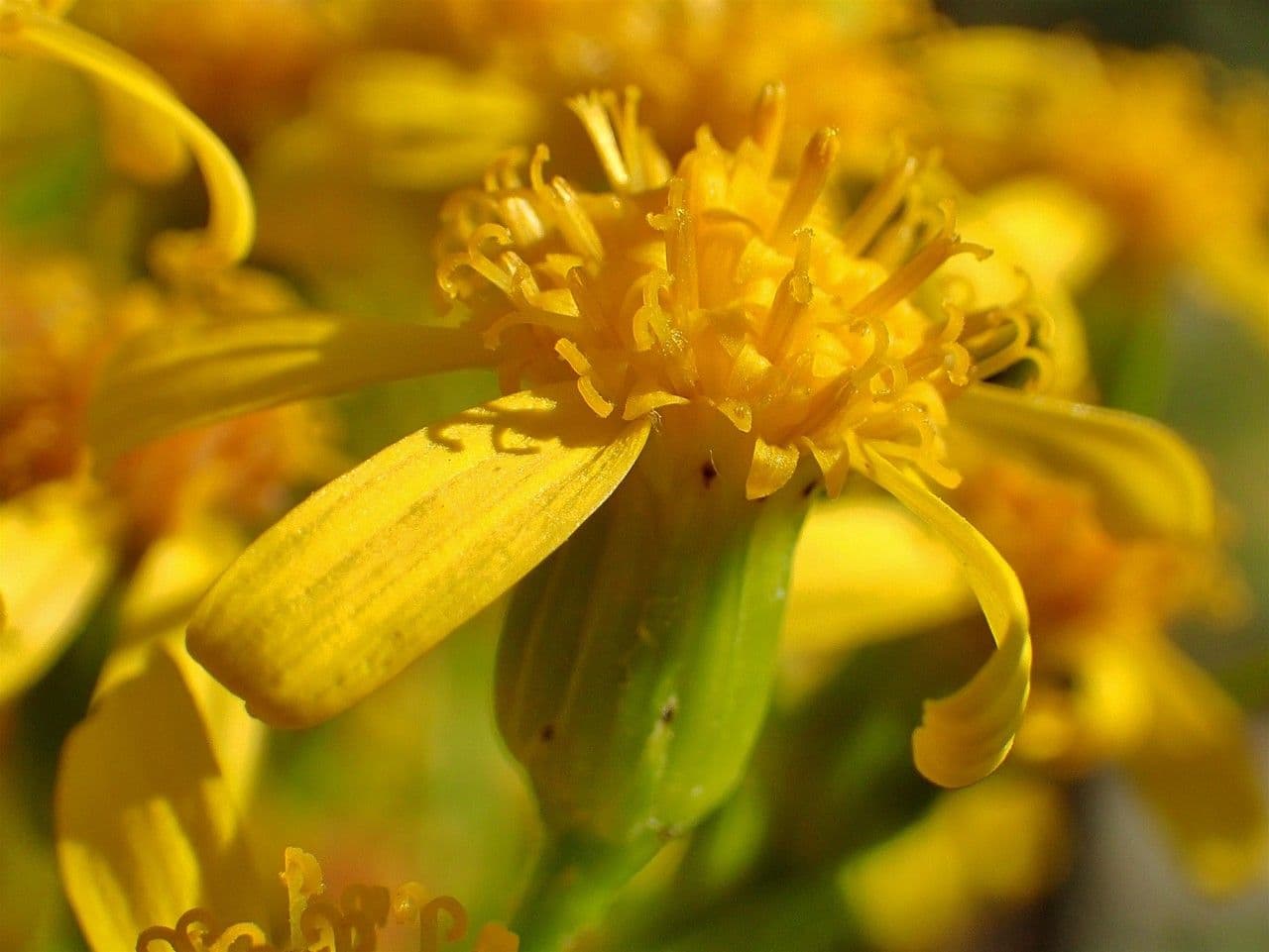 Senecio 4