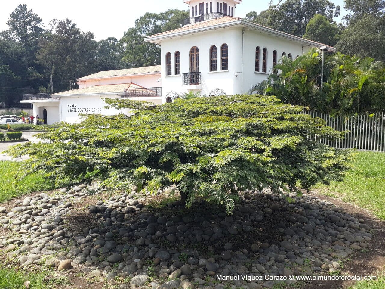 Guaiaco sacro 23