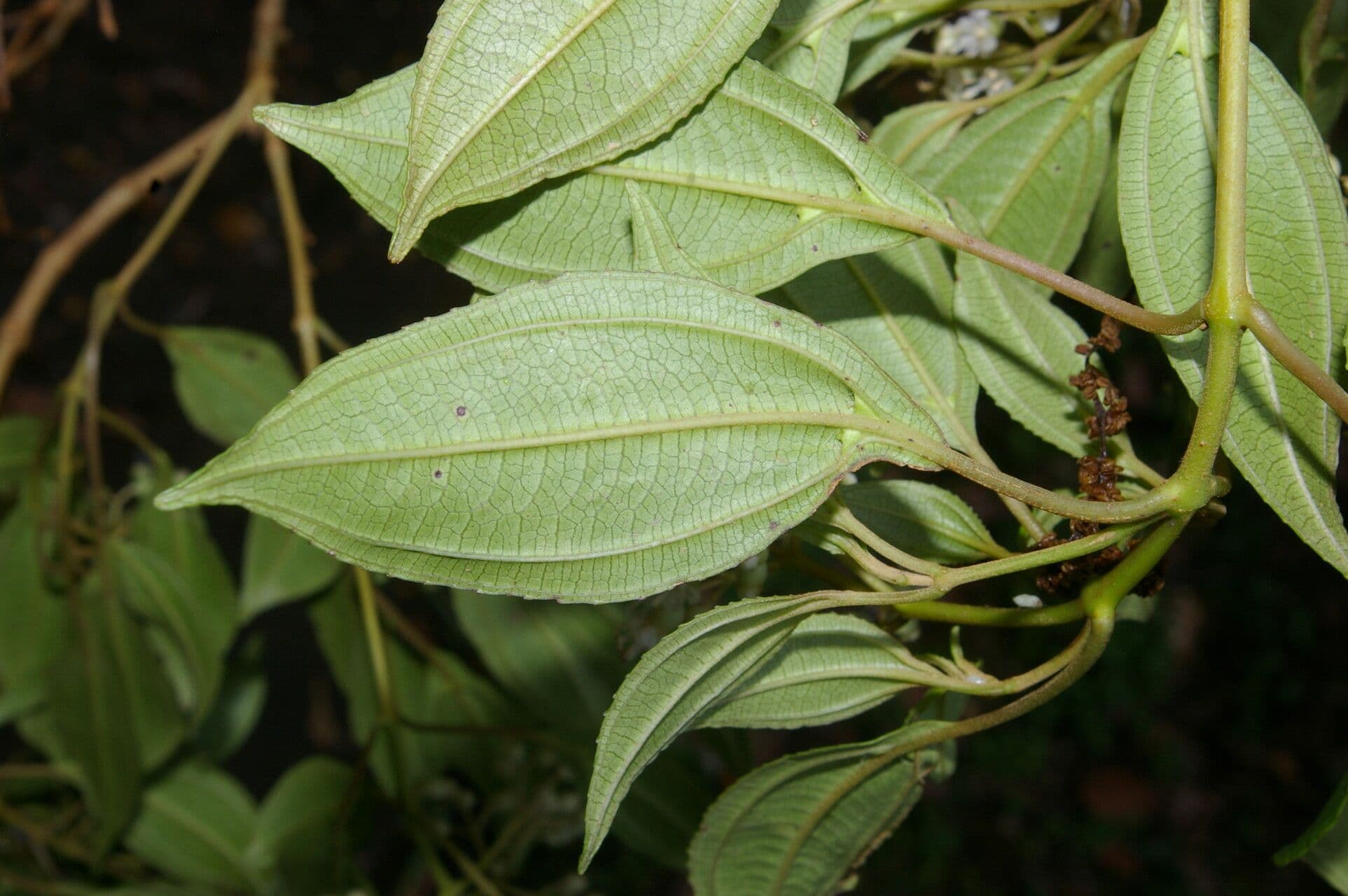 Miconia 7