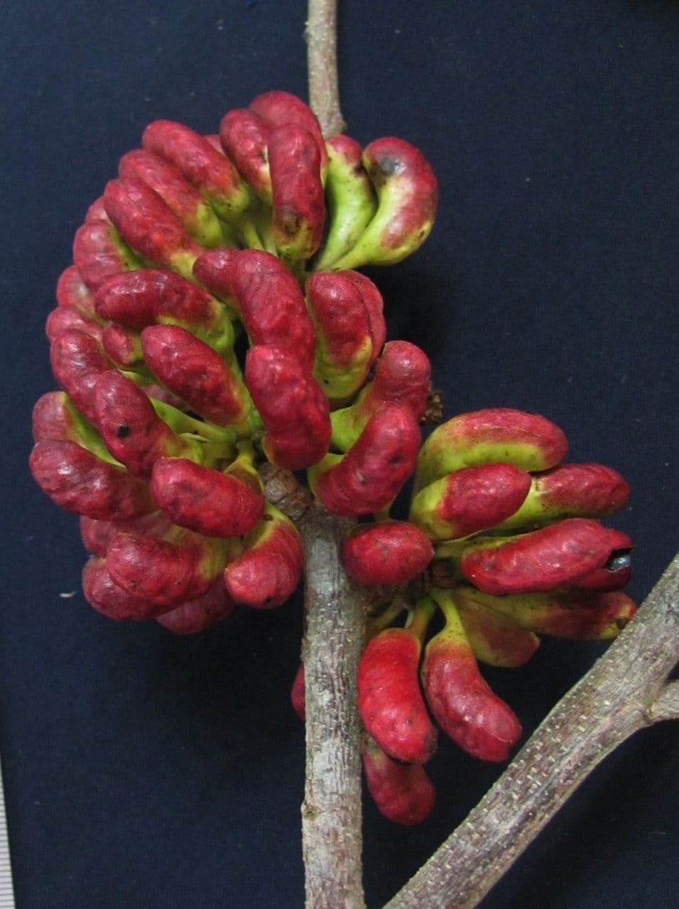 Monkey pepper 5