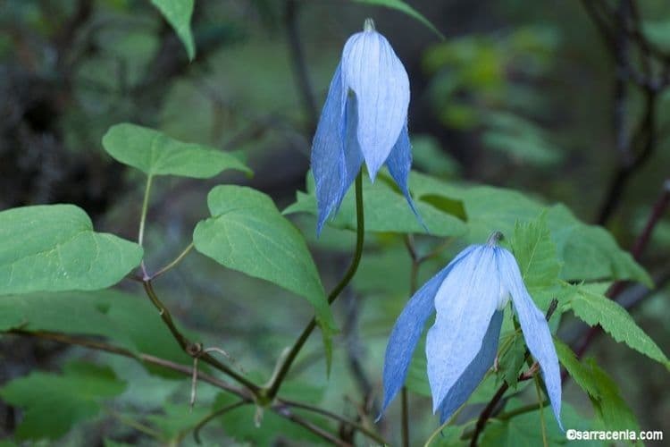 Clematis occidental 12