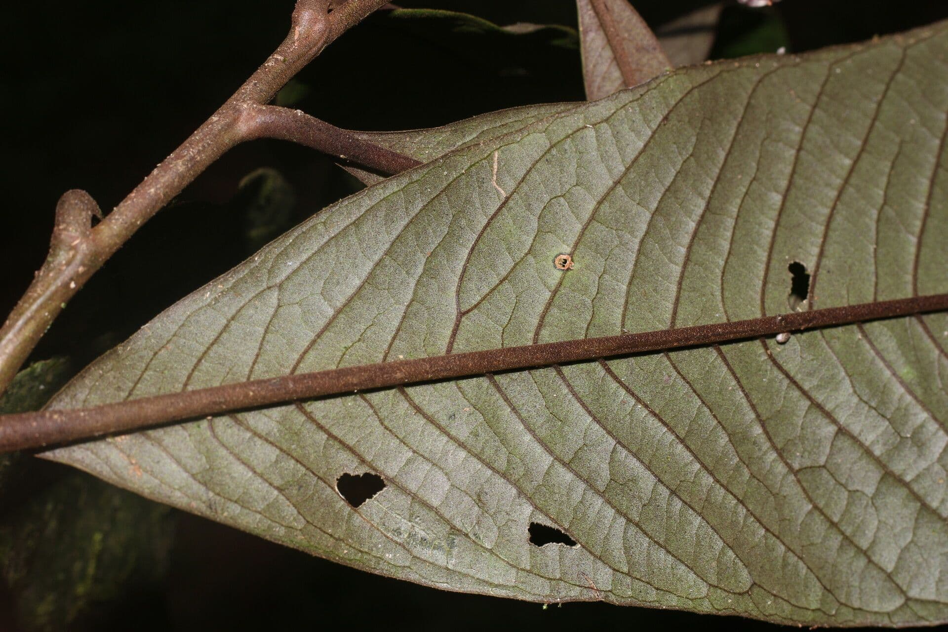 Ardisia 11