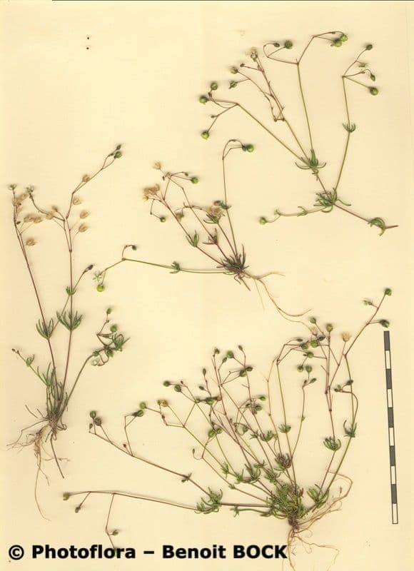 Frühlings-Spark 21