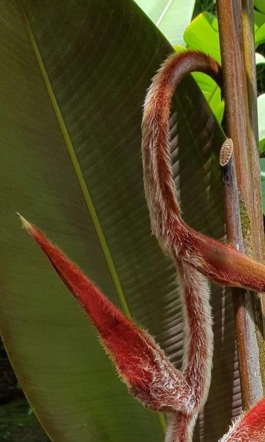 Heliconia 7