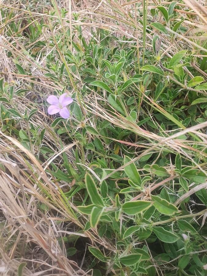 Barleria 8
