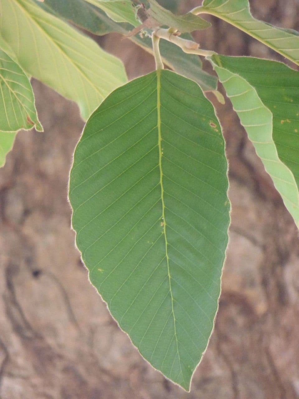 Dipterocarpus 6