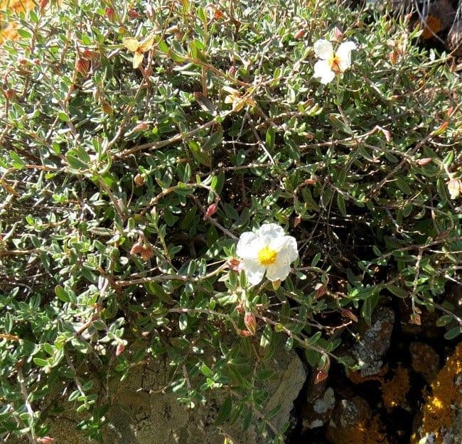 Helianthemum almeriense 8
