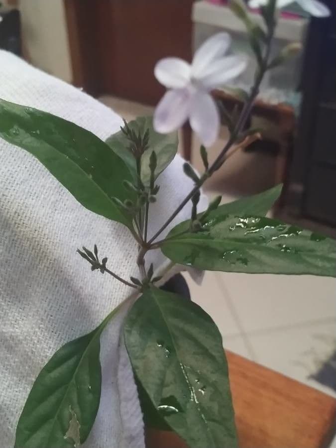 Pseuderanthemum 6
