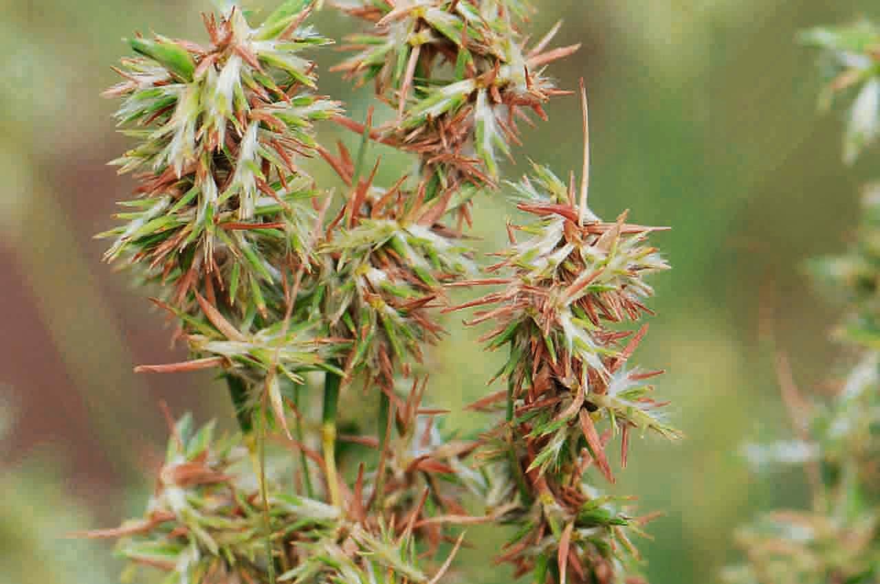 Trawa geranium