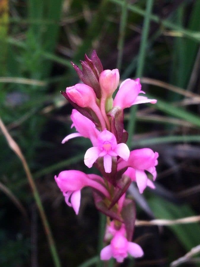 Satyrium 2