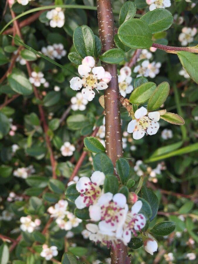 Cotoneaster di Dammer 24