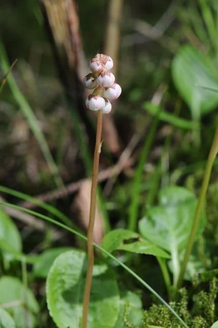 Piroletta minore 23