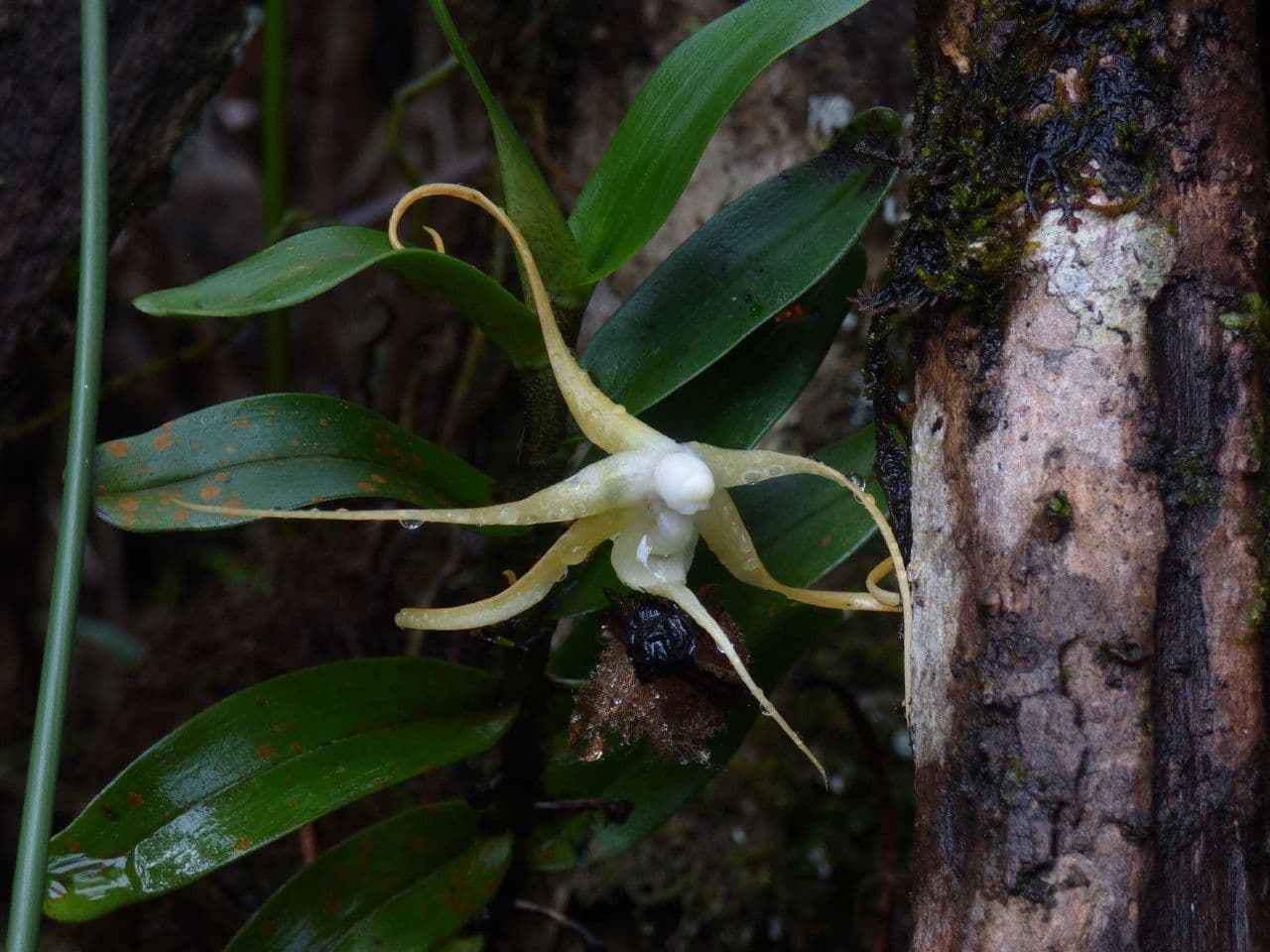 Angraecum 5