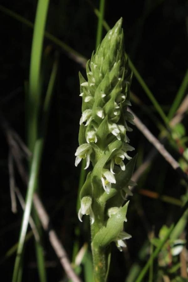 Brachystele 2
