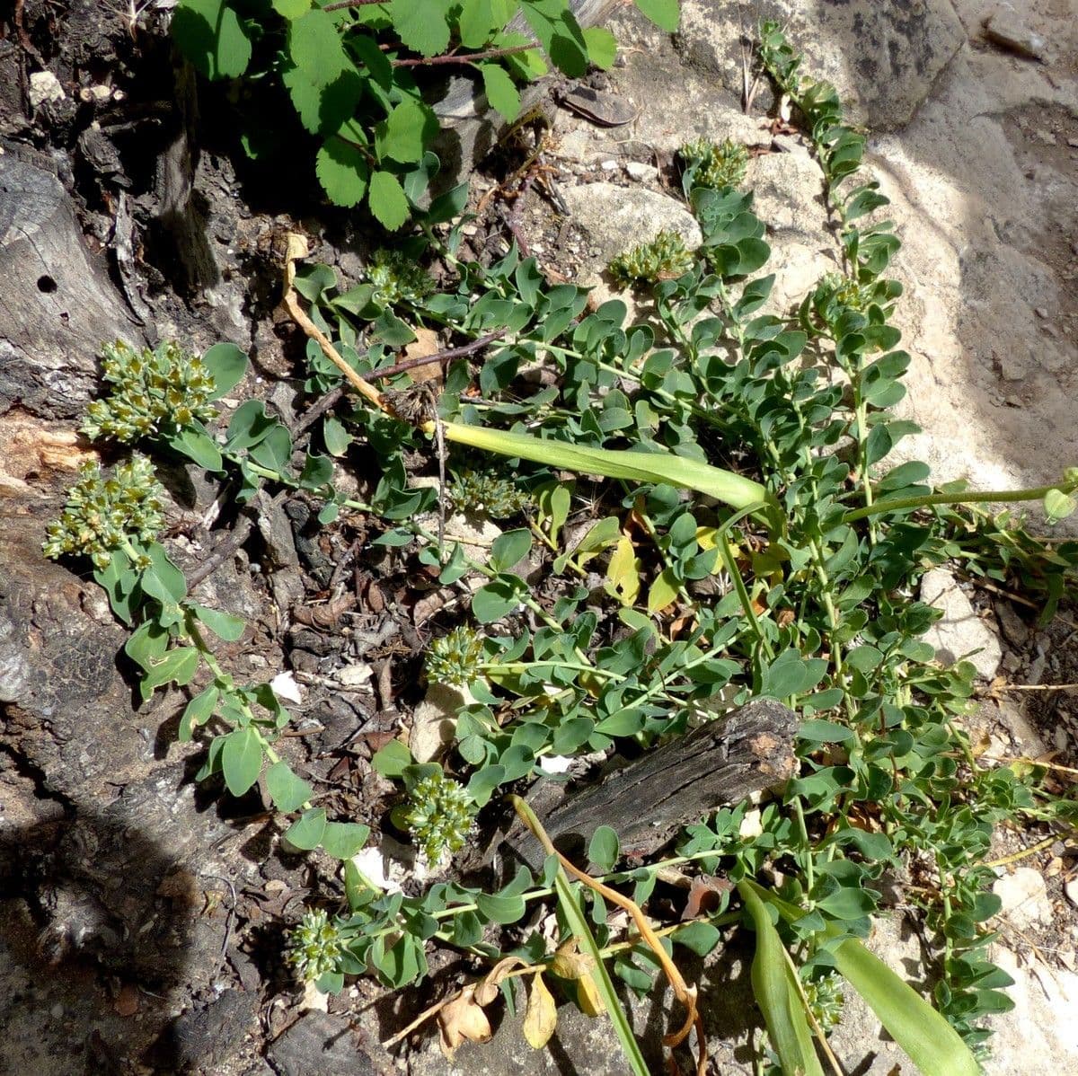 Telephium imperati 12