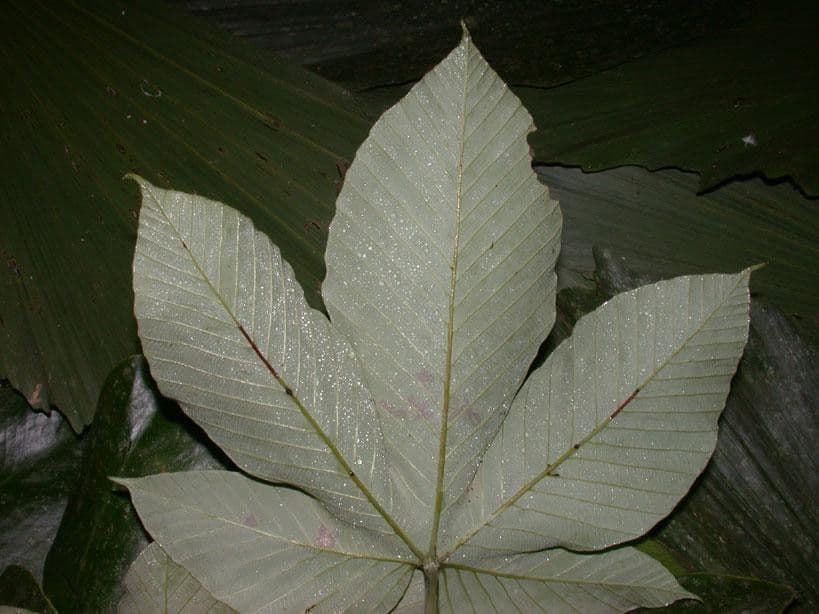 Pourouma bicolor 12