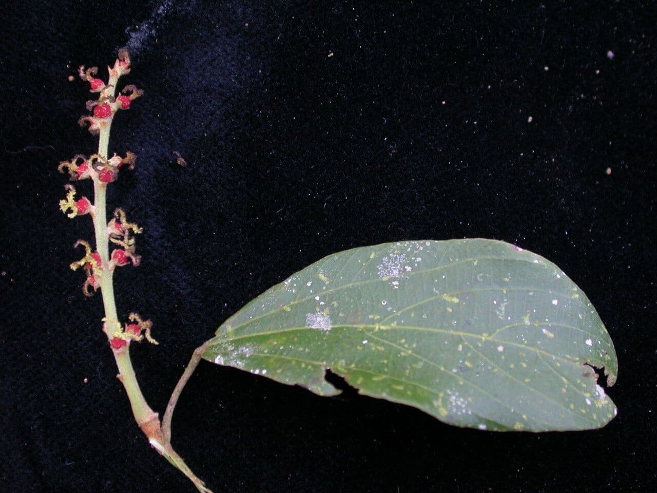 Mallotus philippensis 11