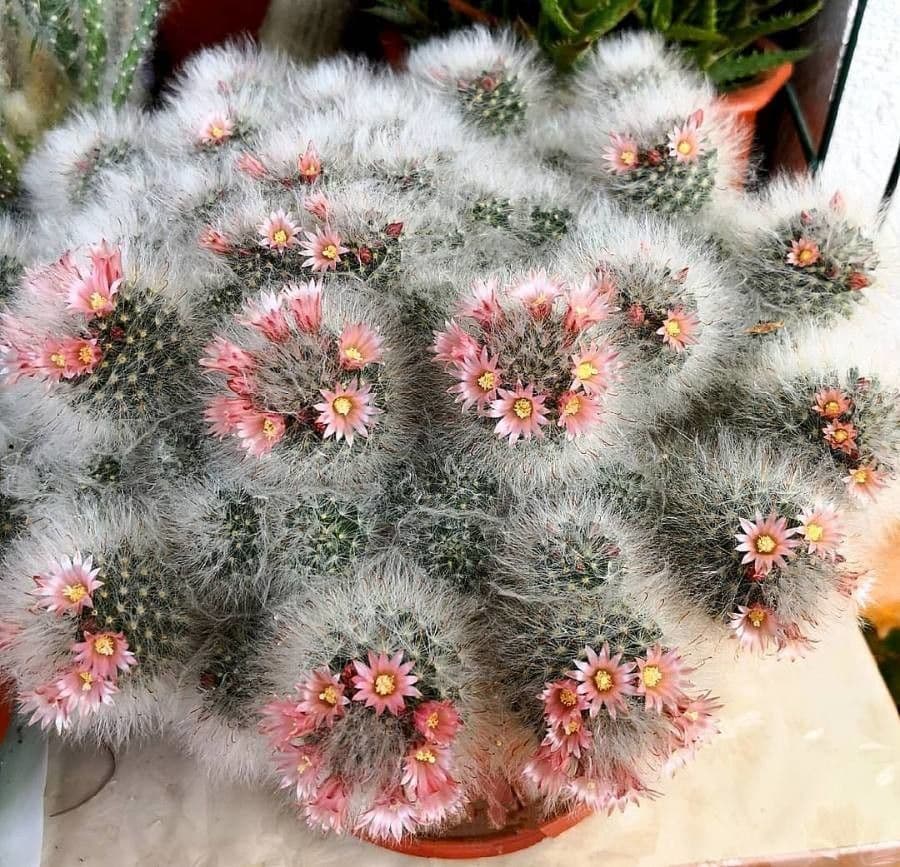 Cactus 9