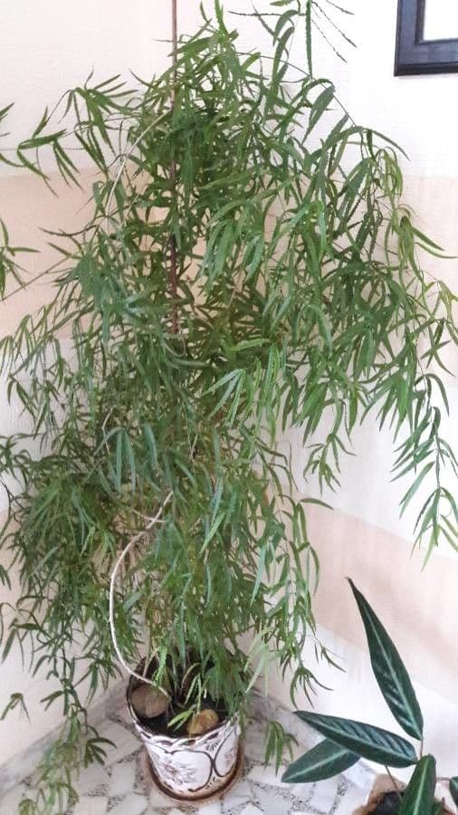 Pteris di Creta 8