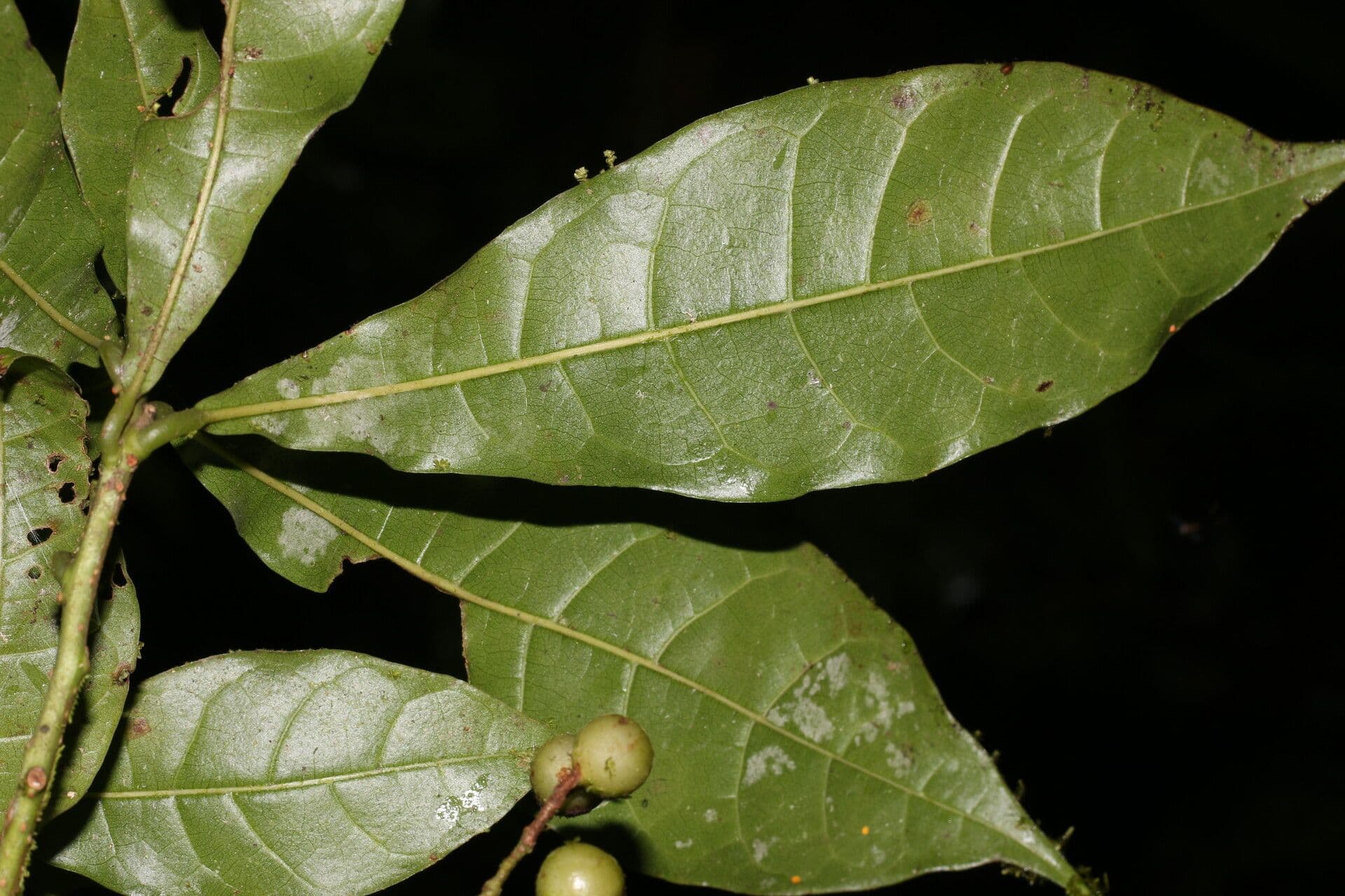 Meliosma 9