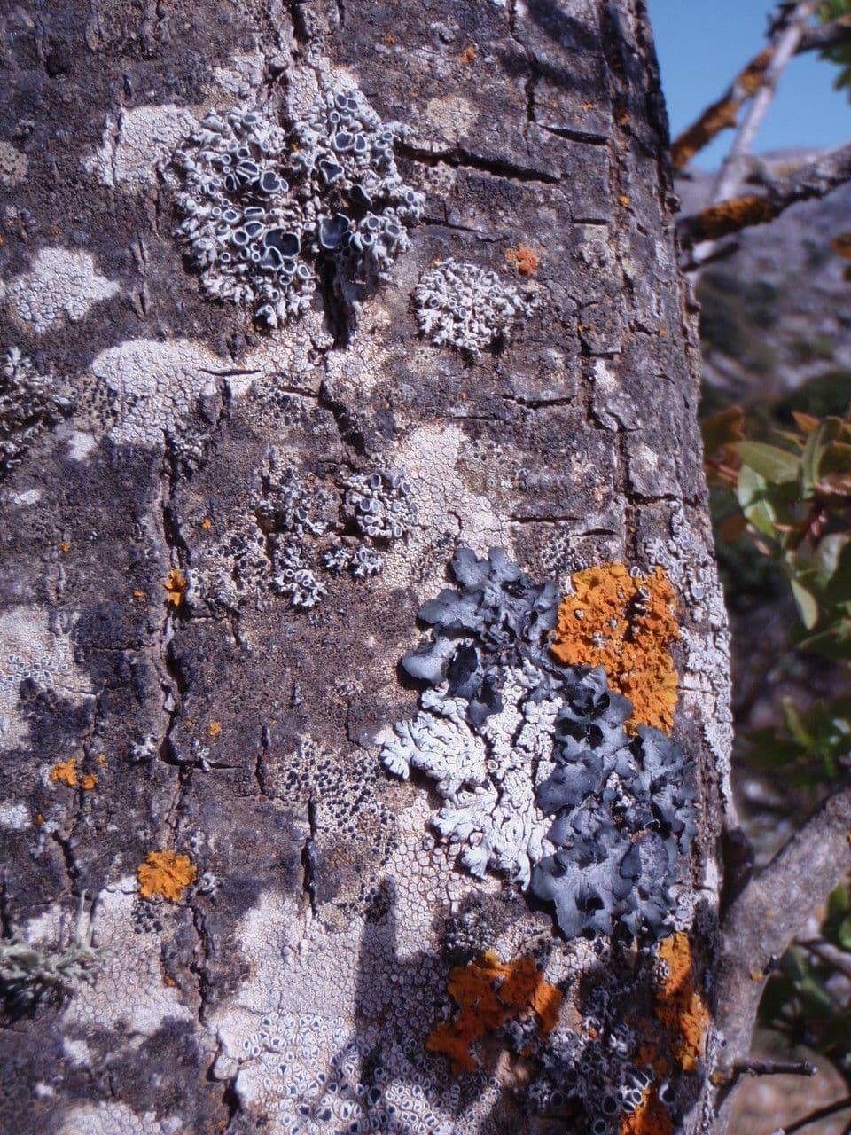 Acero di Creta 21