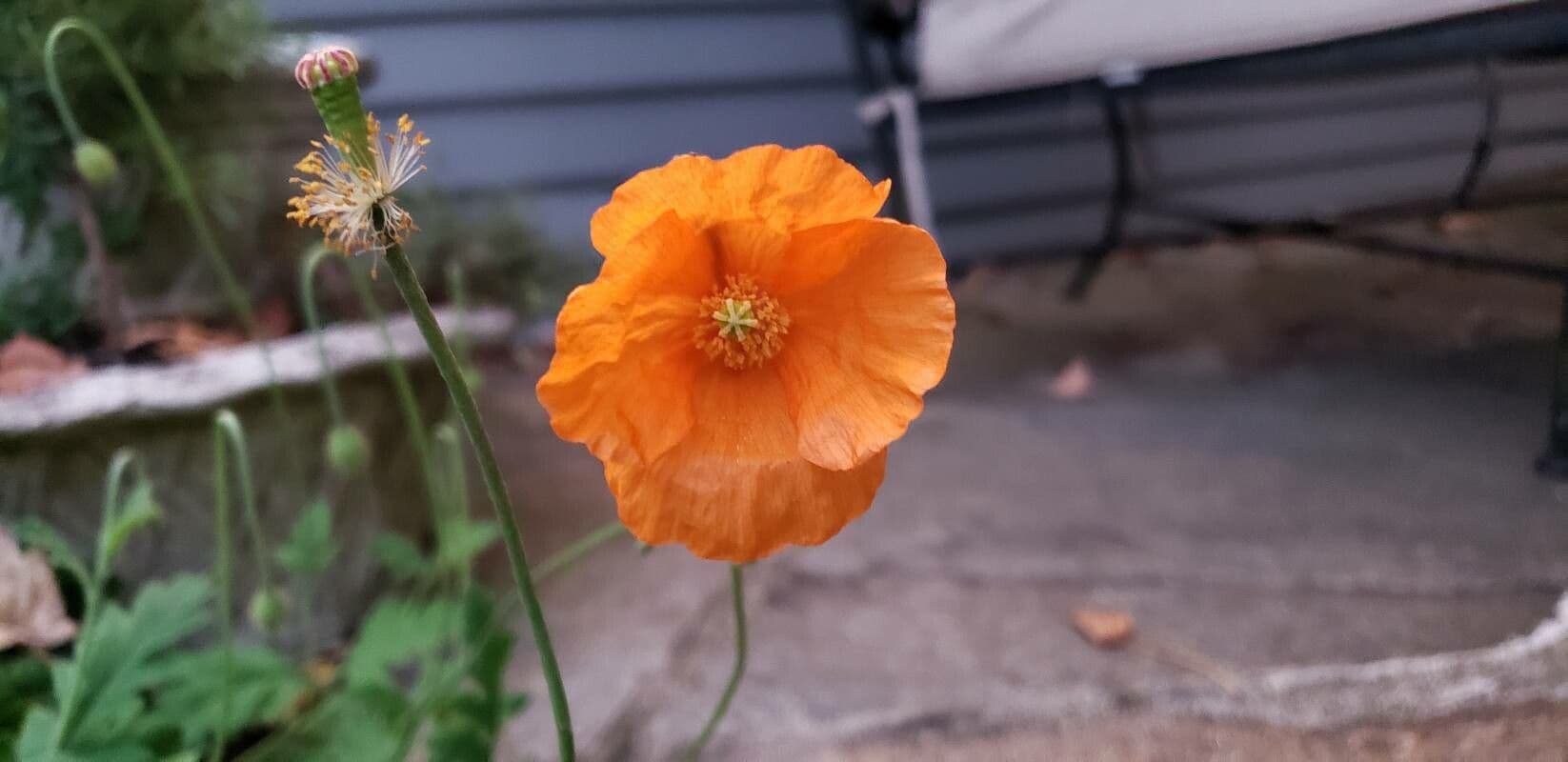 Atlantischer Mohn 2