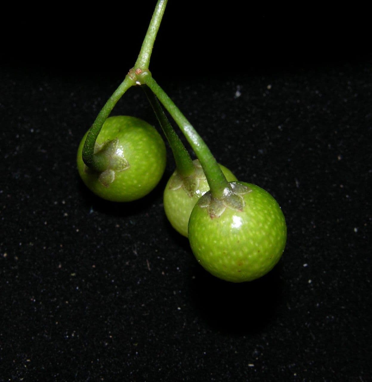 Hymenandra