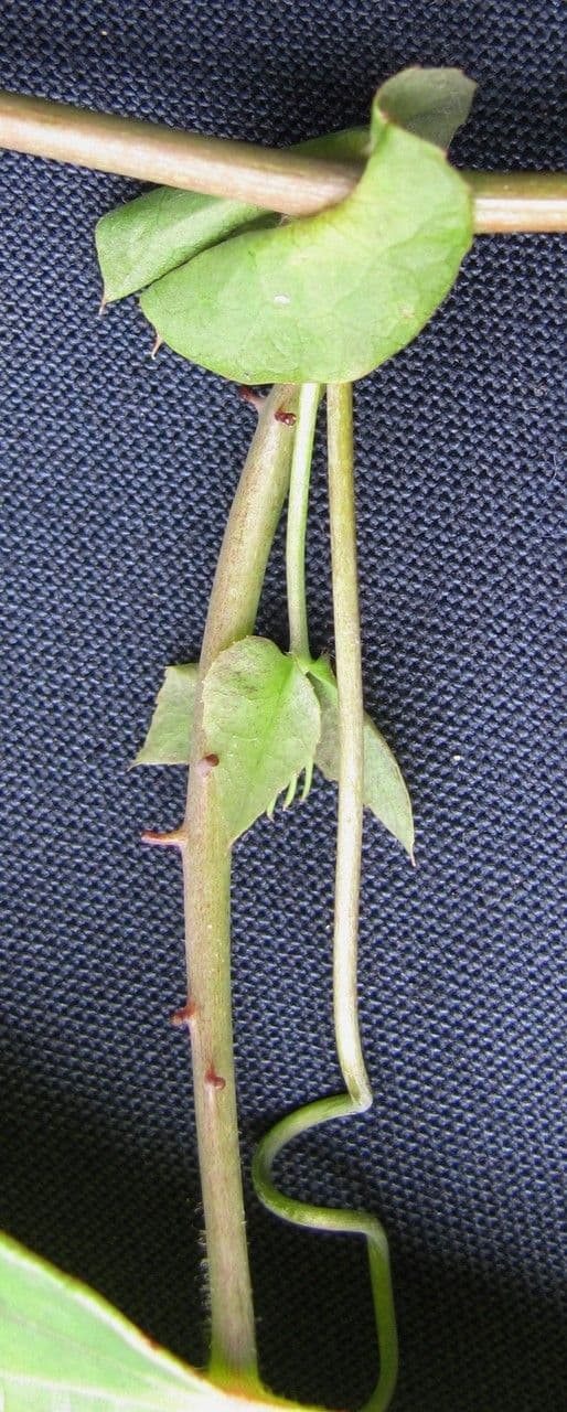 Passiflora dispar