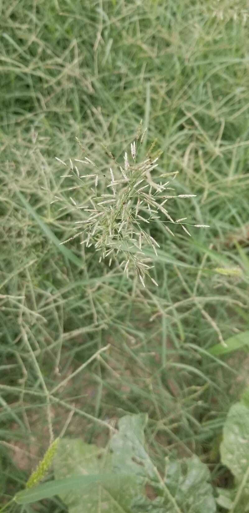 Eragrostis di Barrelier 2