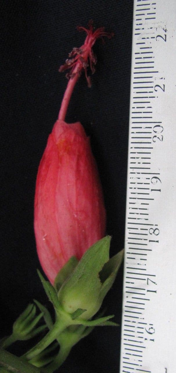 Malvaviscus 6