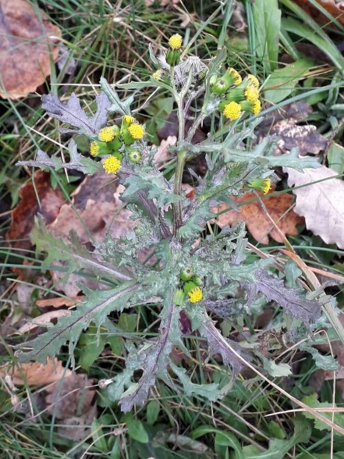 Senecione comune 9