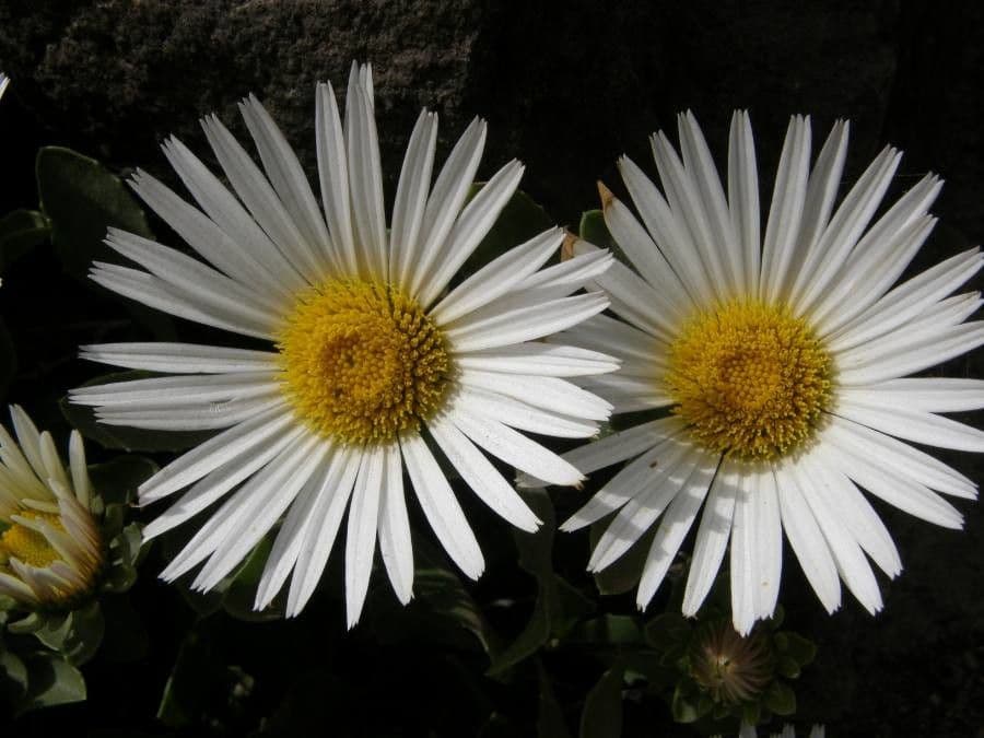Asteriscus 4