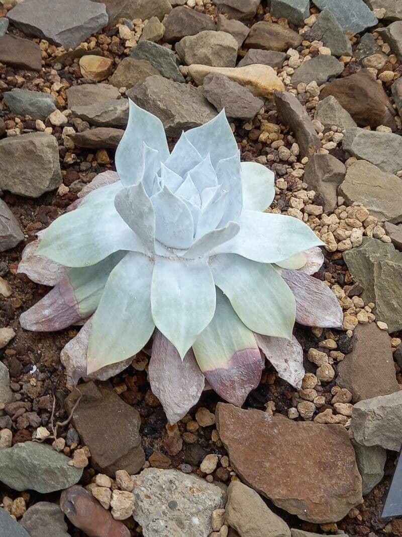 Anthonys Dudleya