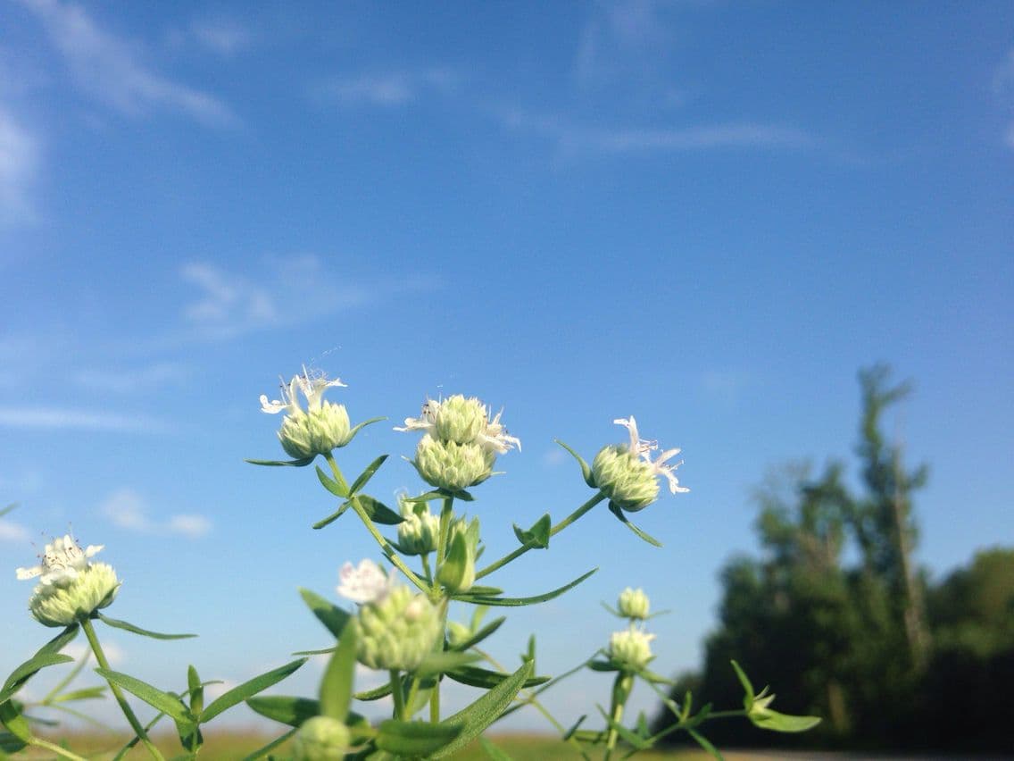 Pycnanthemum verticillatum 6