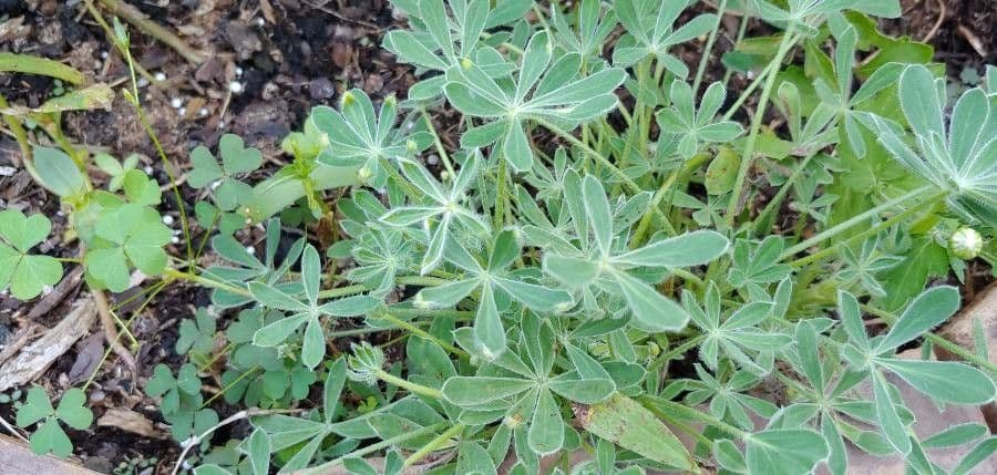 Lupinus texensis 19