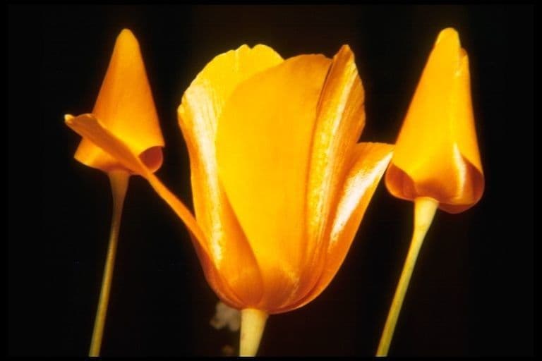 Eschscholzia 5