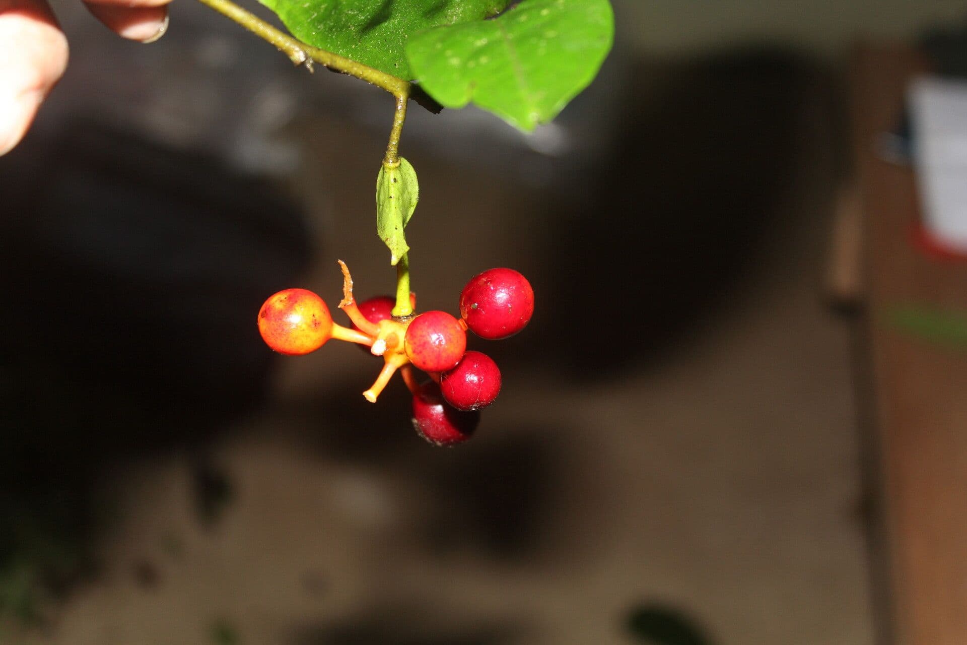 Desmopsis