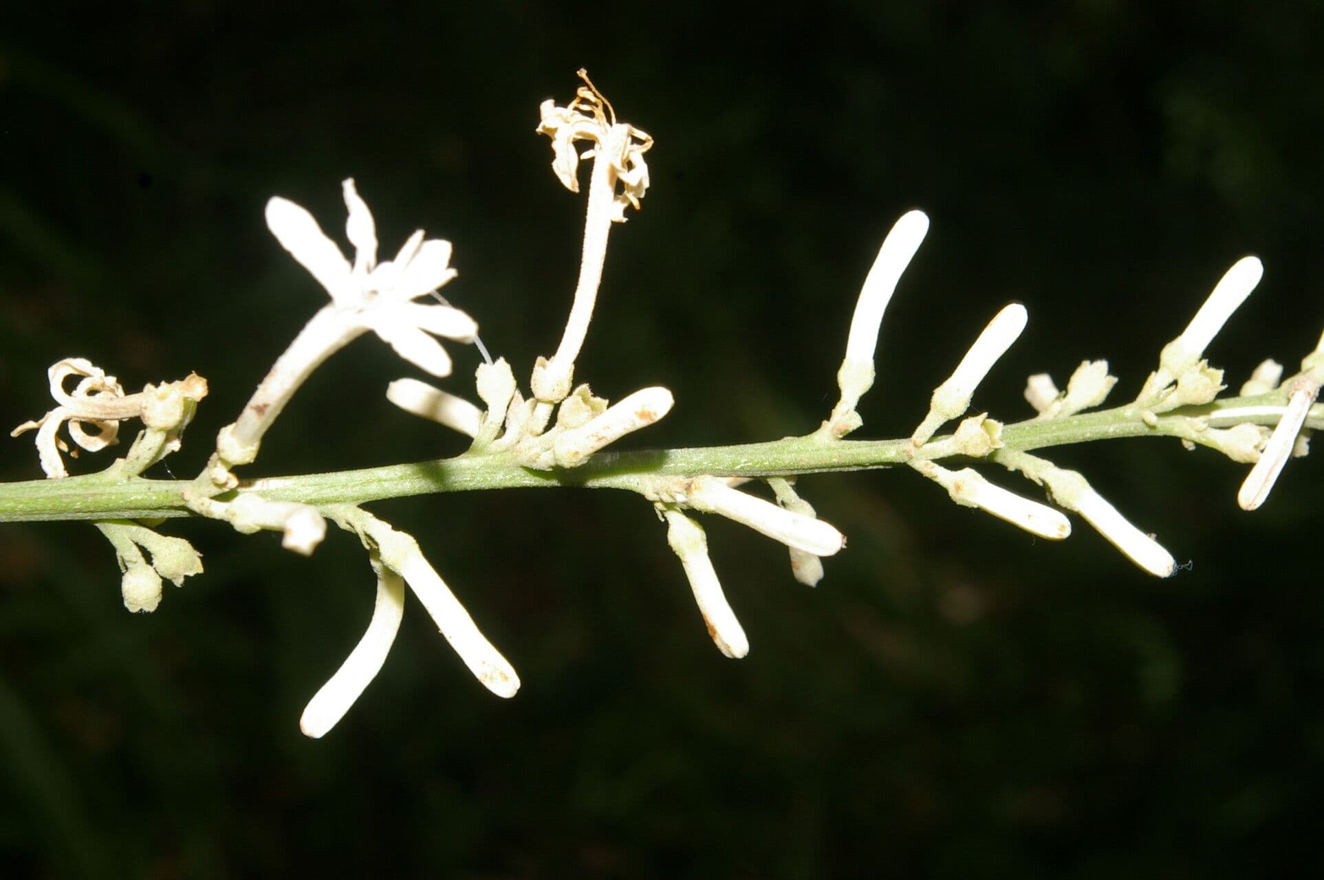 Angostura 5