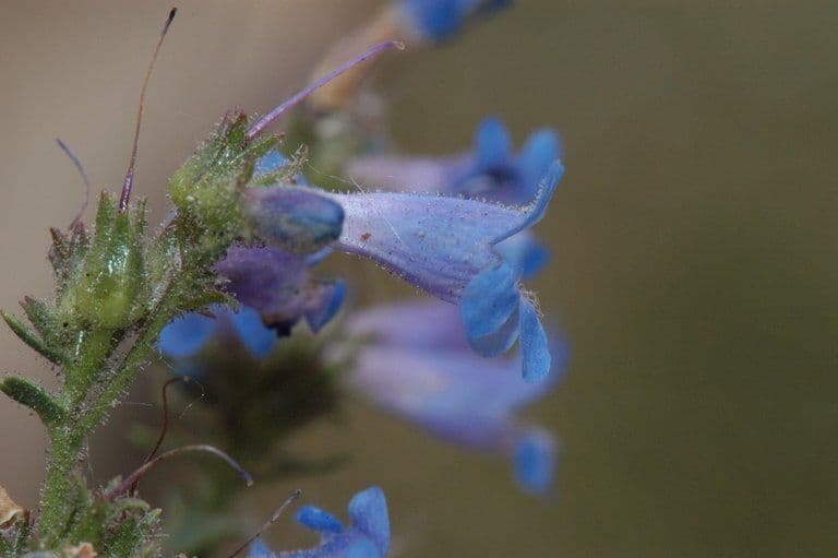 Penstemon verde 3
