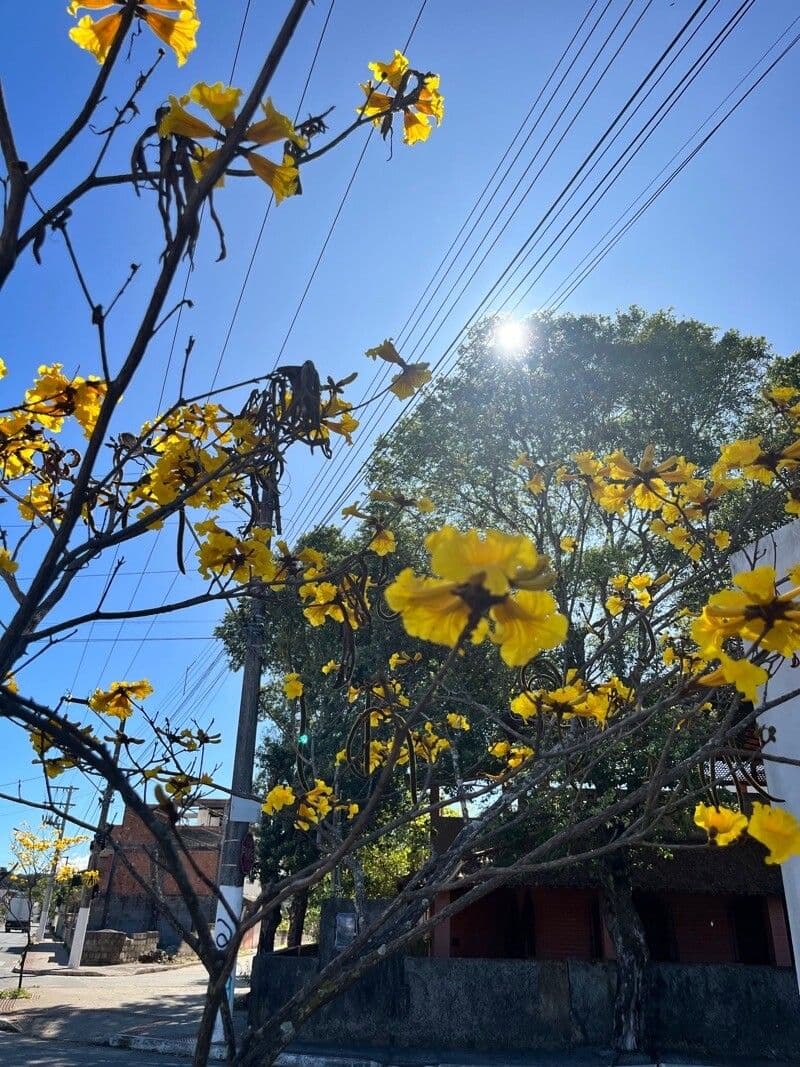 Handroanthus 5