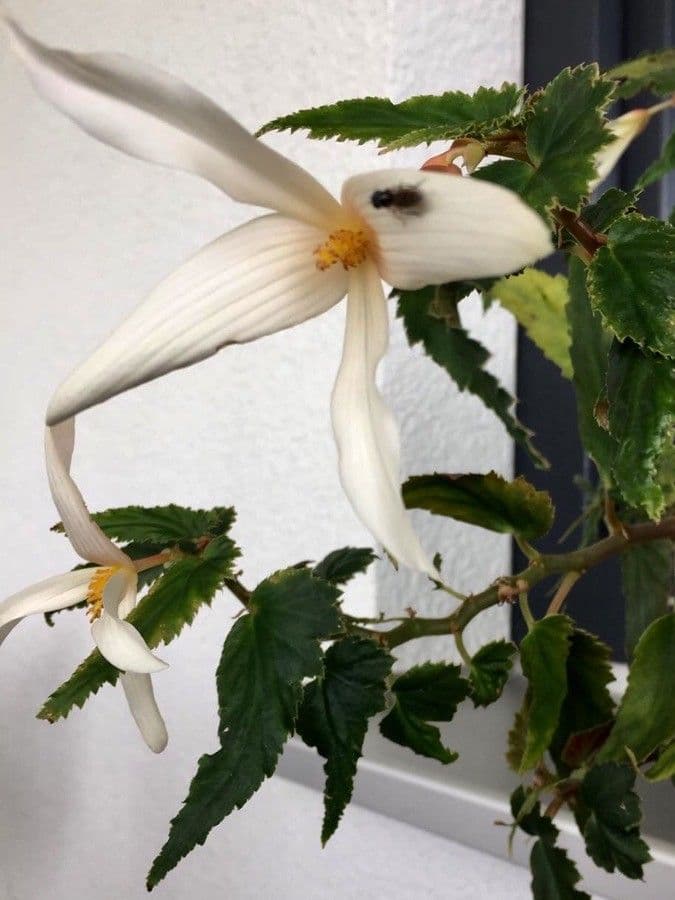 Begonia boliviana 5
