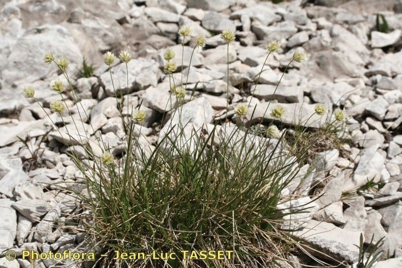 Sesleria 10