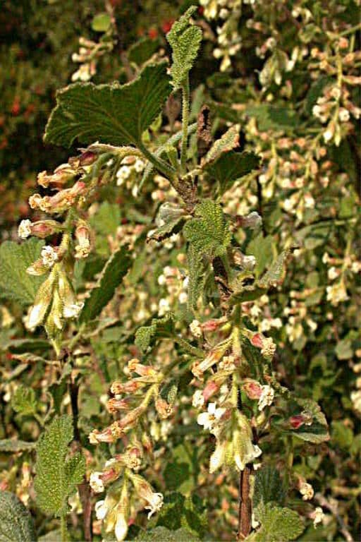 Ribes senza odore