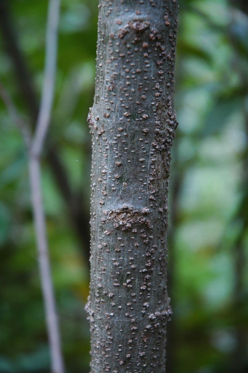 Citharexylum à queue 22