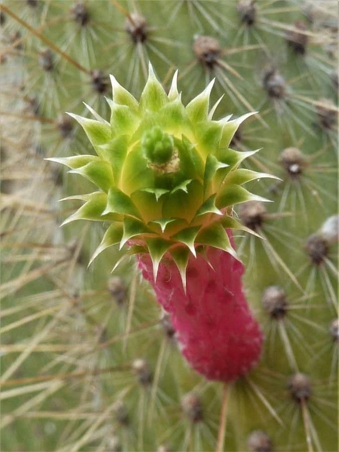 Cleistocactus 2