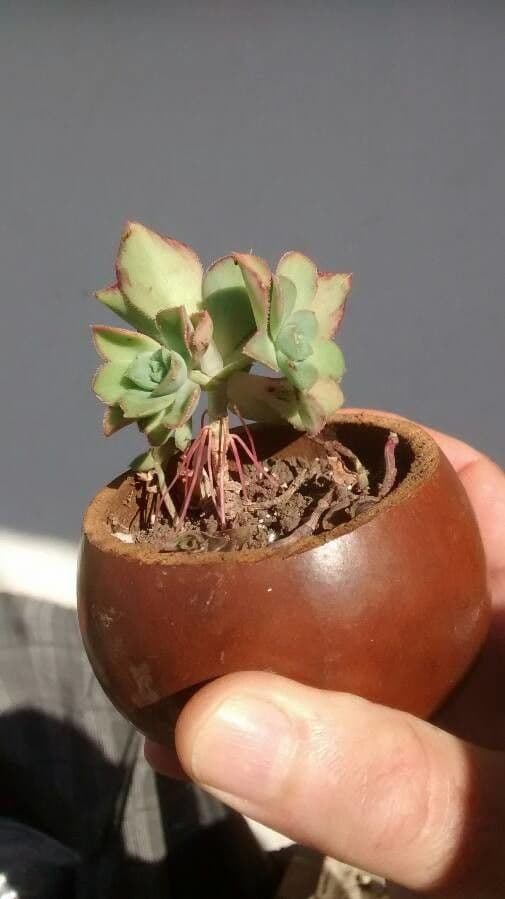 Aeonium di Haworth 22