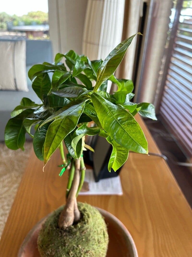 Pachira glabra 17