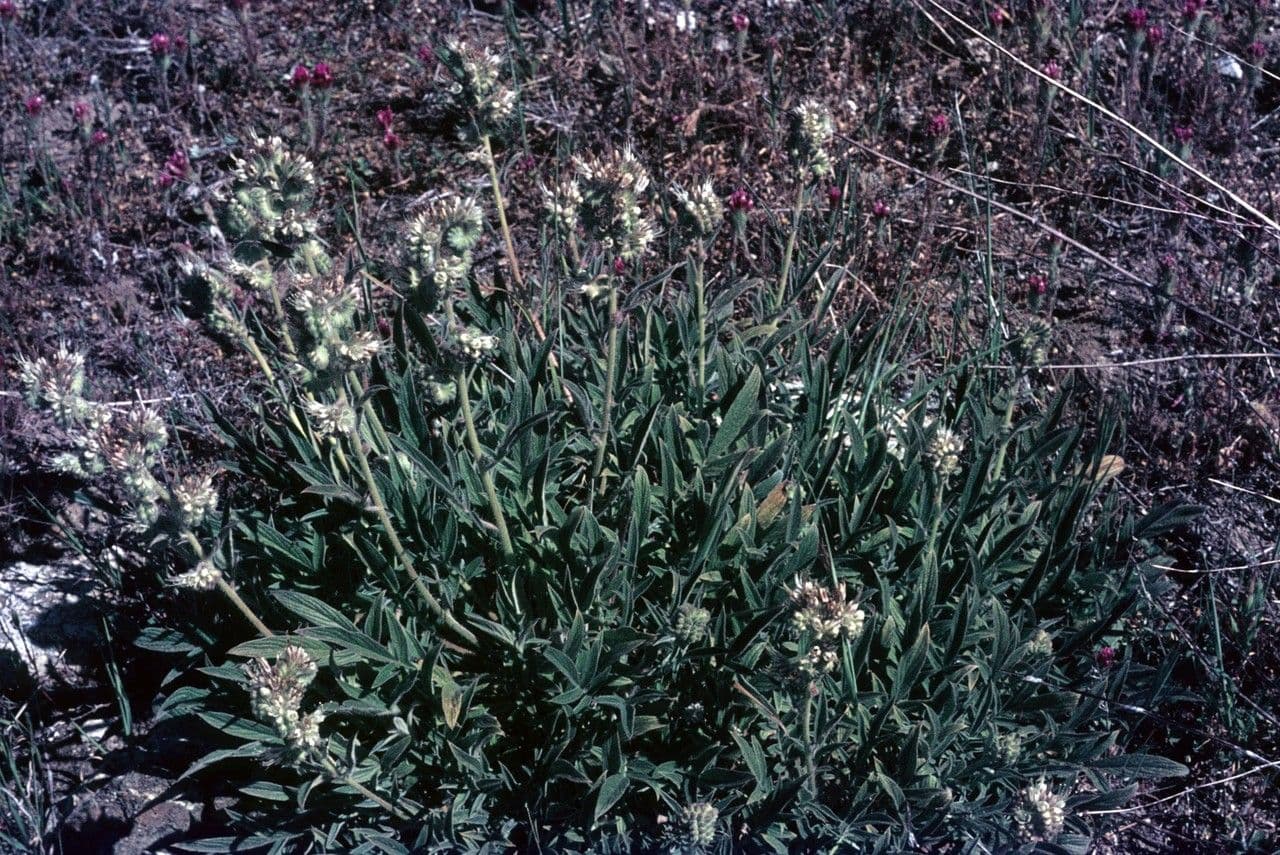 Phacelia 10
